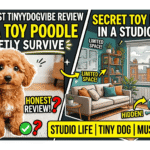 A Toy Poodle sitting in a studio apartment next to text asking if a dog can secretly survive in a small flat, promoting a TinyDogVibe honest review.
